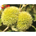 Chinese chestnuts for sale